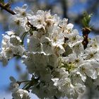 Frühling im Tessin