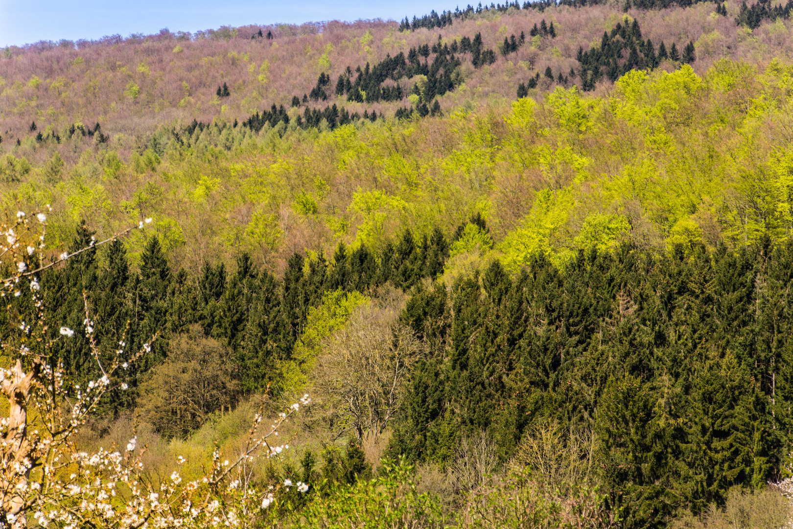 Frühling im Teuteburger Wald II