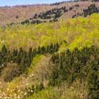 Frühling im Teuteburger Wald II