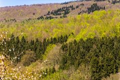 Frühling im Teuteburger Wald II