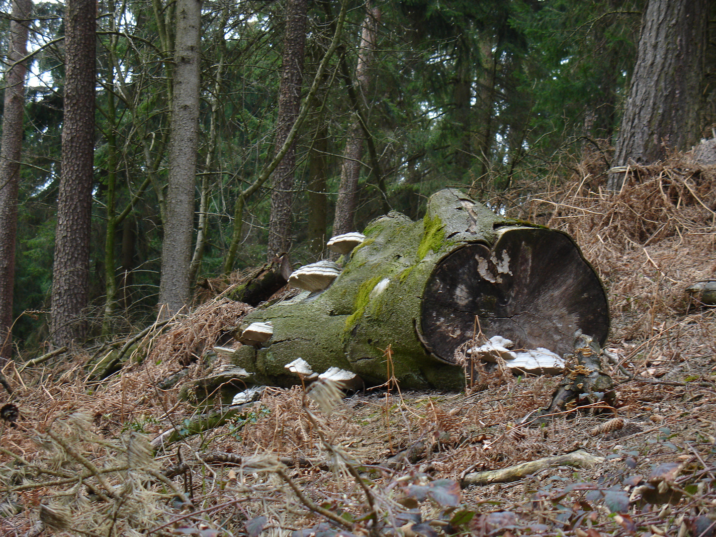 Frühling im Teutoburger Wald