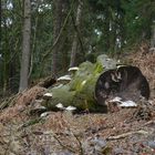 Frühling im Teutoburger Wald