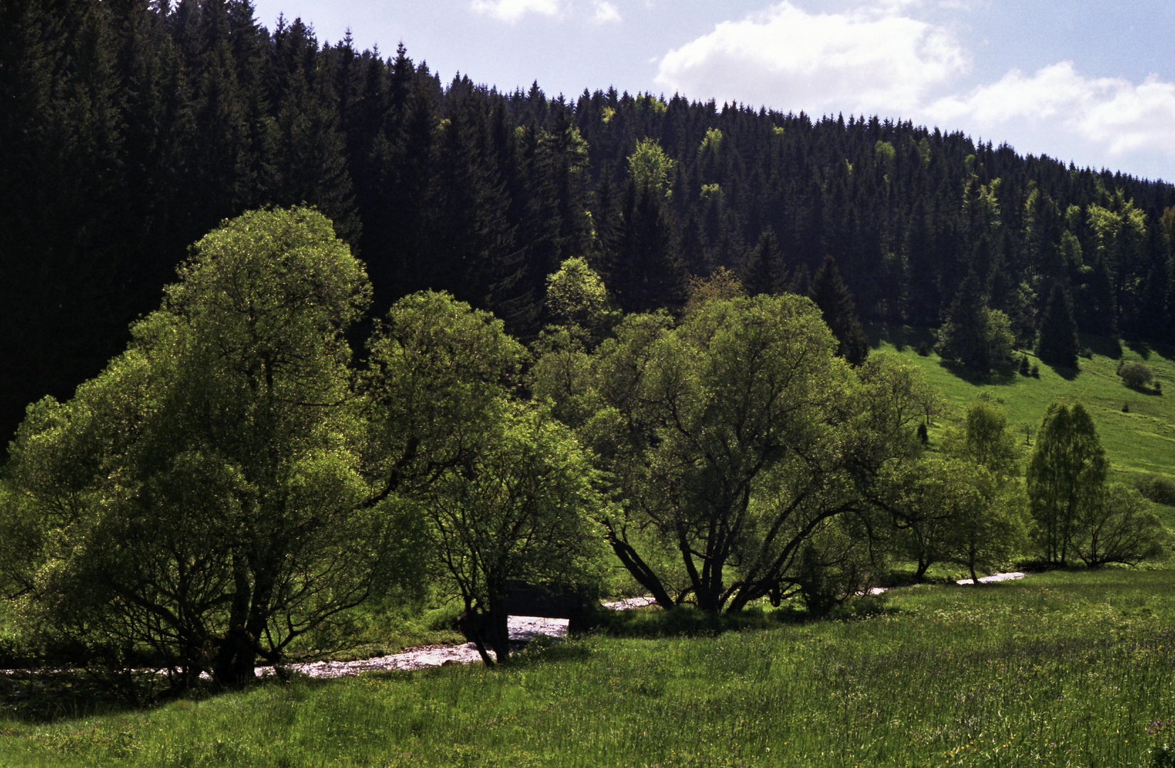 Frühling im Thüringer Wald