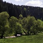 Frühling im Thüringer Wald