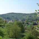 Frühling im thüringer Wald