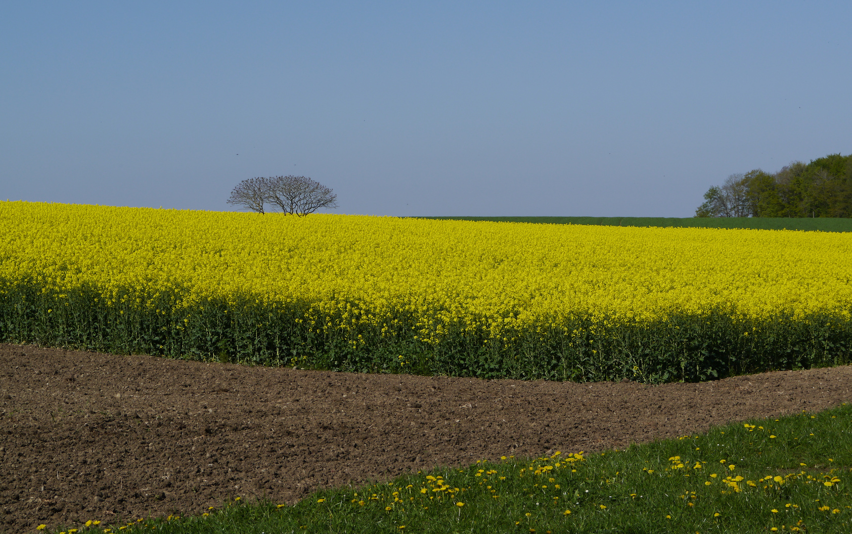 Frühling im Thurgau