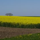 Frühling im Thurgau