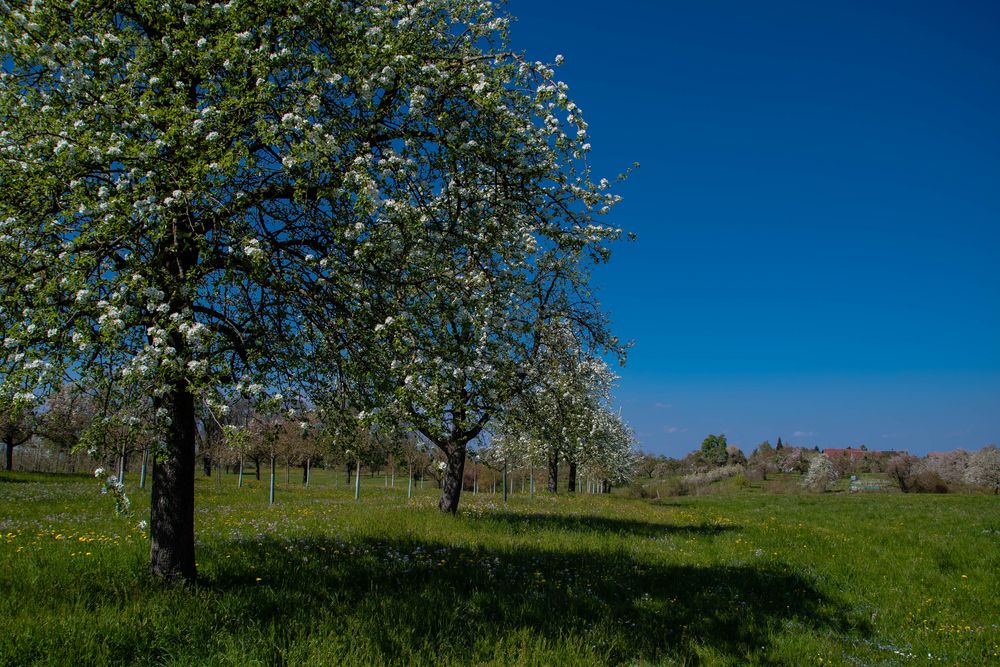 Frühling im Thurgau