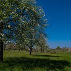 Frühling im Thurgau