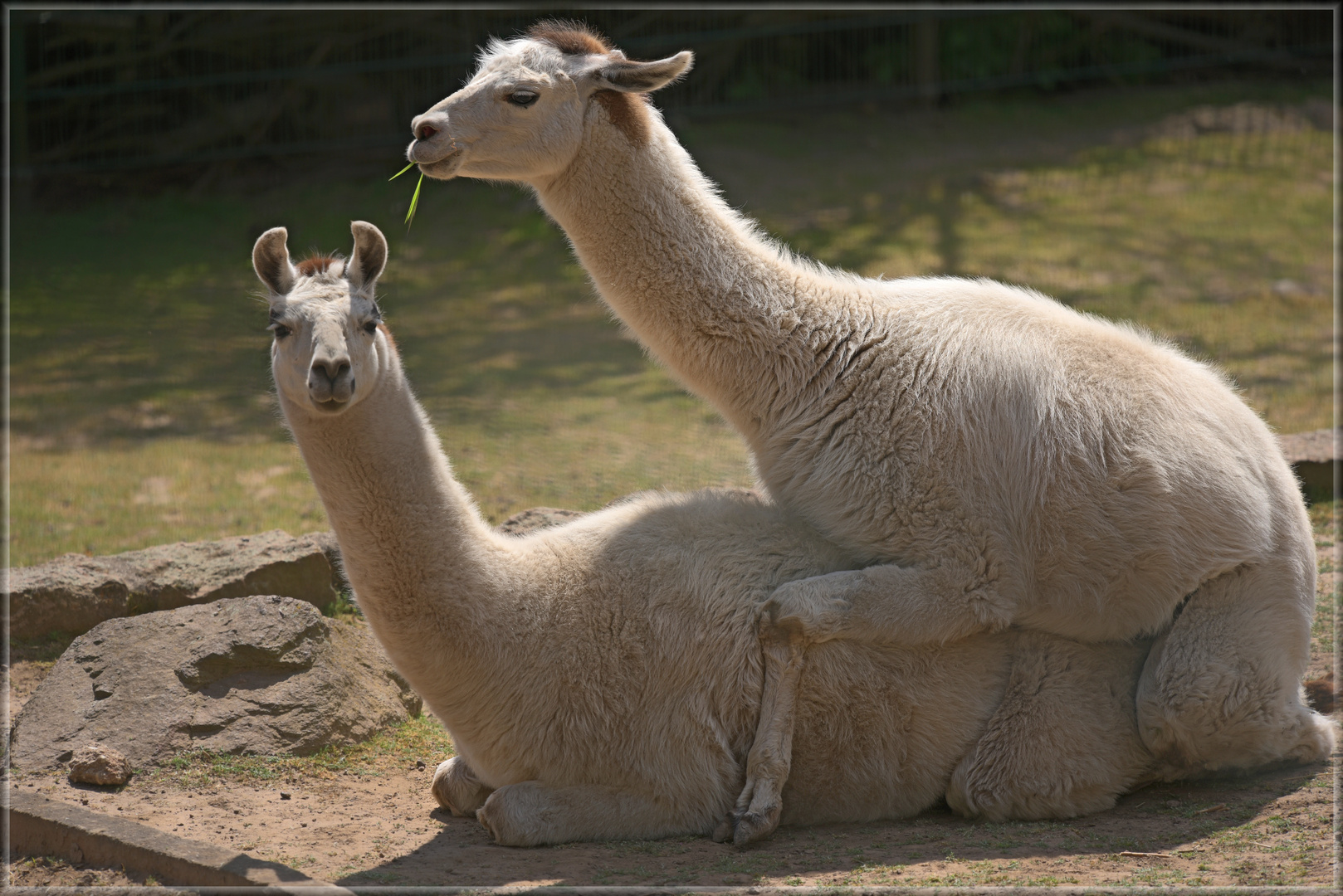 Frühling im Tierpark 1