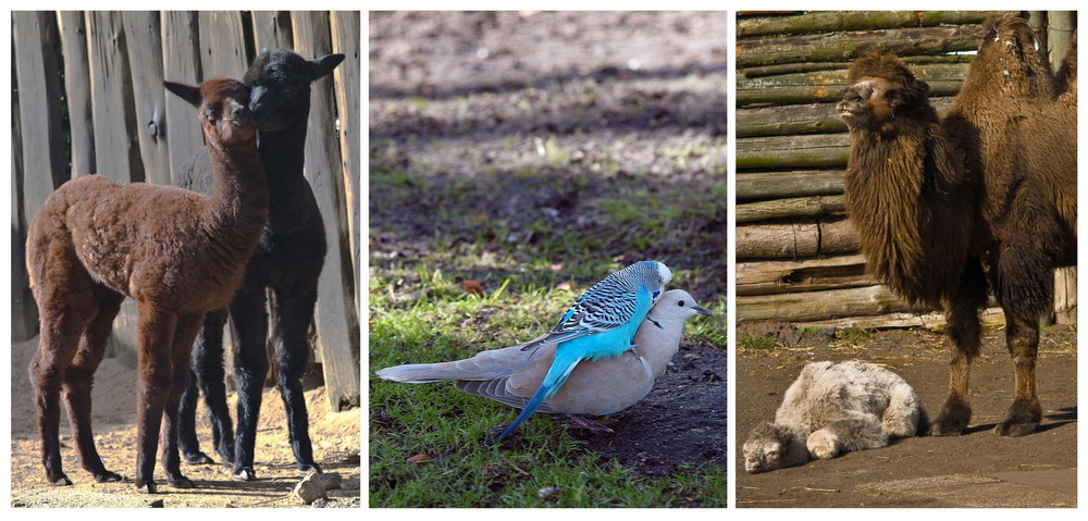 Frühling im Tierpark Gettorf