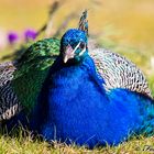 Frühling im Tierpark. Guck!