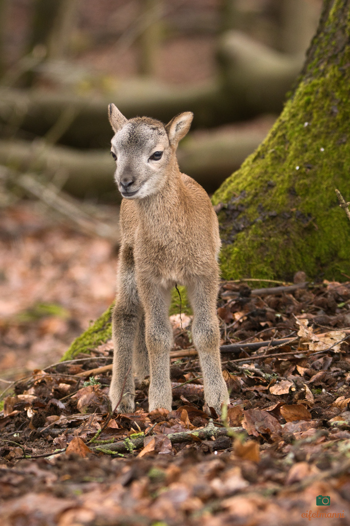 Frühling im Tierpark Mufflonkalb