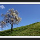 Frühling im Tiroler Oberland !