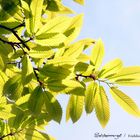 Frühling im Toskanapark