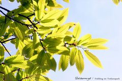 Frühling im Toskanapark