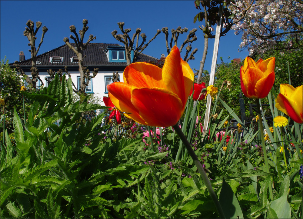 Frühling im Treppenviertel