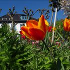 Frühling im Treppenviertel