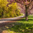 Frühling im Treptower Park Berlin