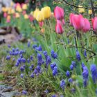 Frühling im Trüben