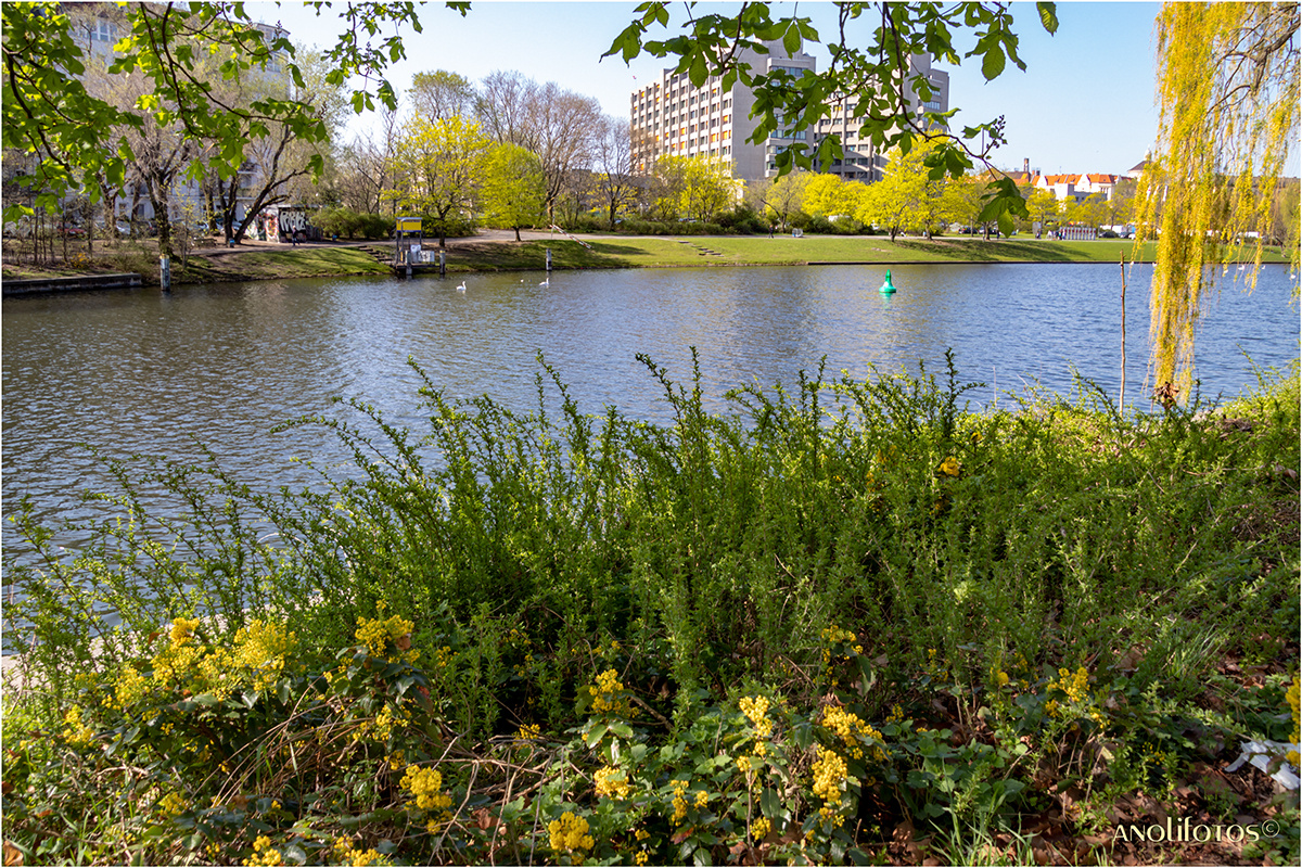 Frühling im Urbanhafen (Kreuzberg)