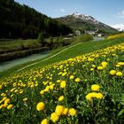 Frühling im Urserental #2