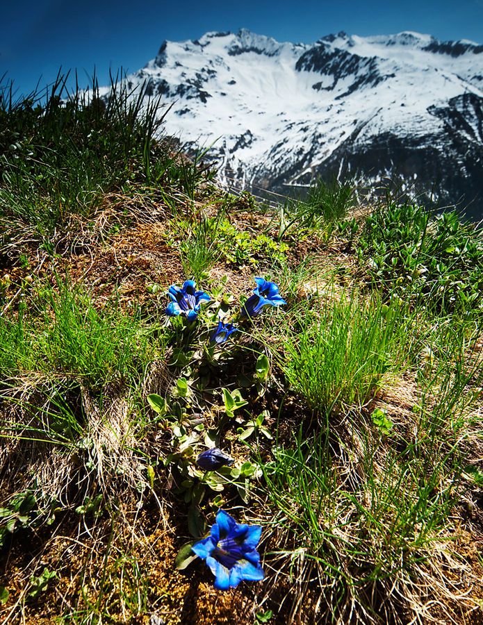 Frühling im Urserental