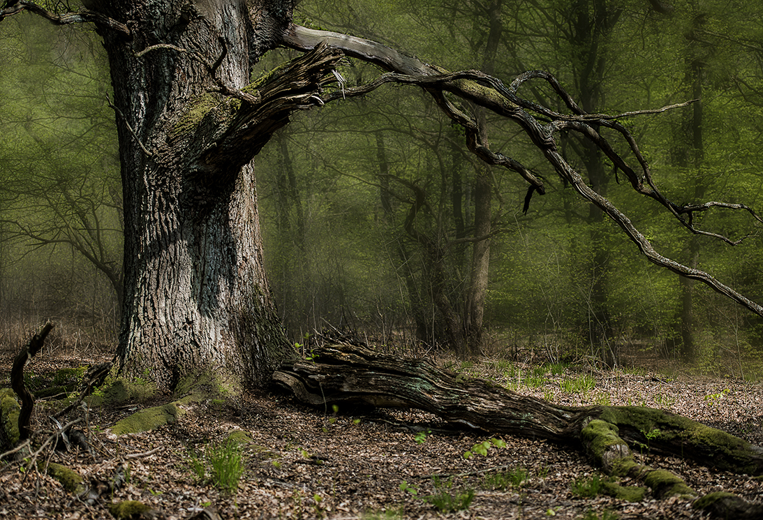 Frühling im Urwald