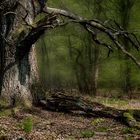 Frühling im Urwald