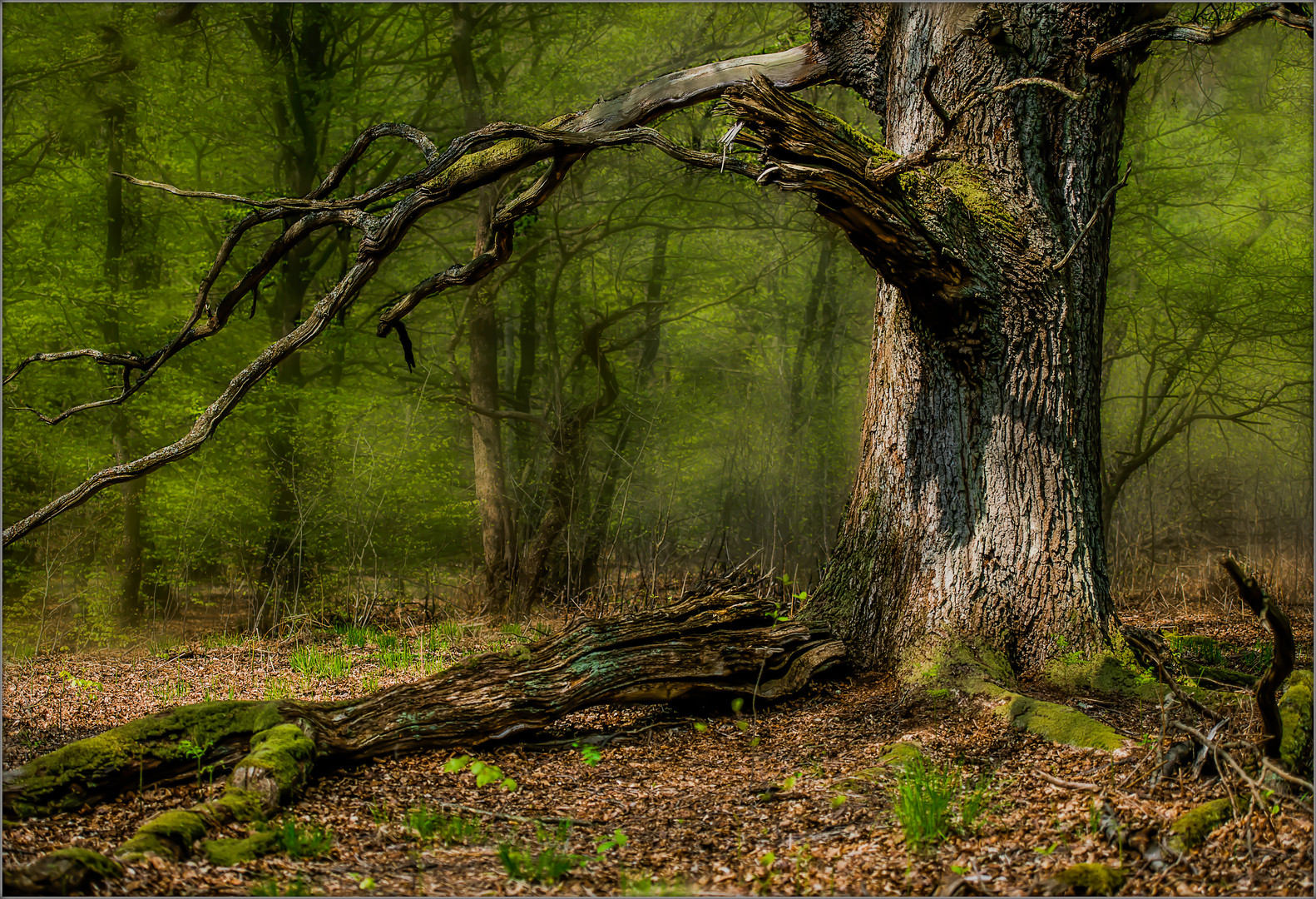 Frühling im Urwald