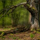 Frühling im Urwald