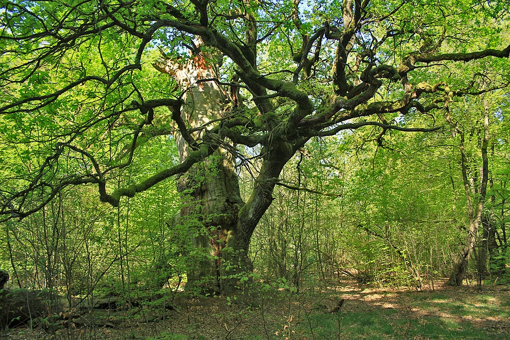 Frühling im Urwald Sababurg