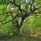 Frühling im Urwald Sababurg