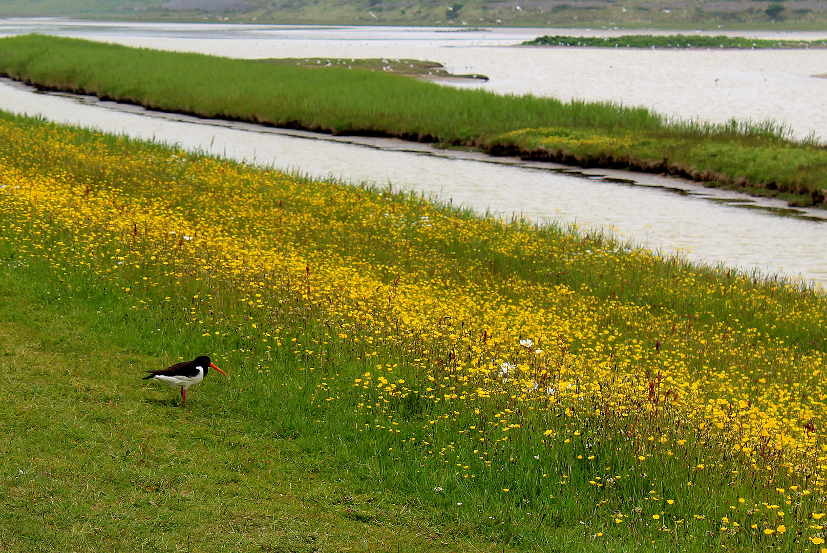 Frühling im Vogel- und Blumenparadies auf der Insel Texel