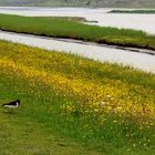 Frühling im Vogel- und Blumenparadies auf der Insel Texel