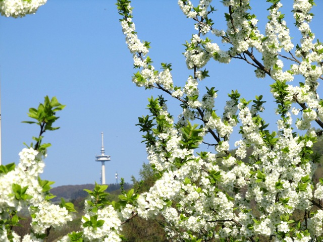 Frühling im Vogelsberg