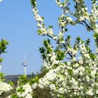 Frühling im Vogelsberg