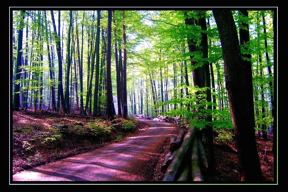 Frühling im Vogelsberg