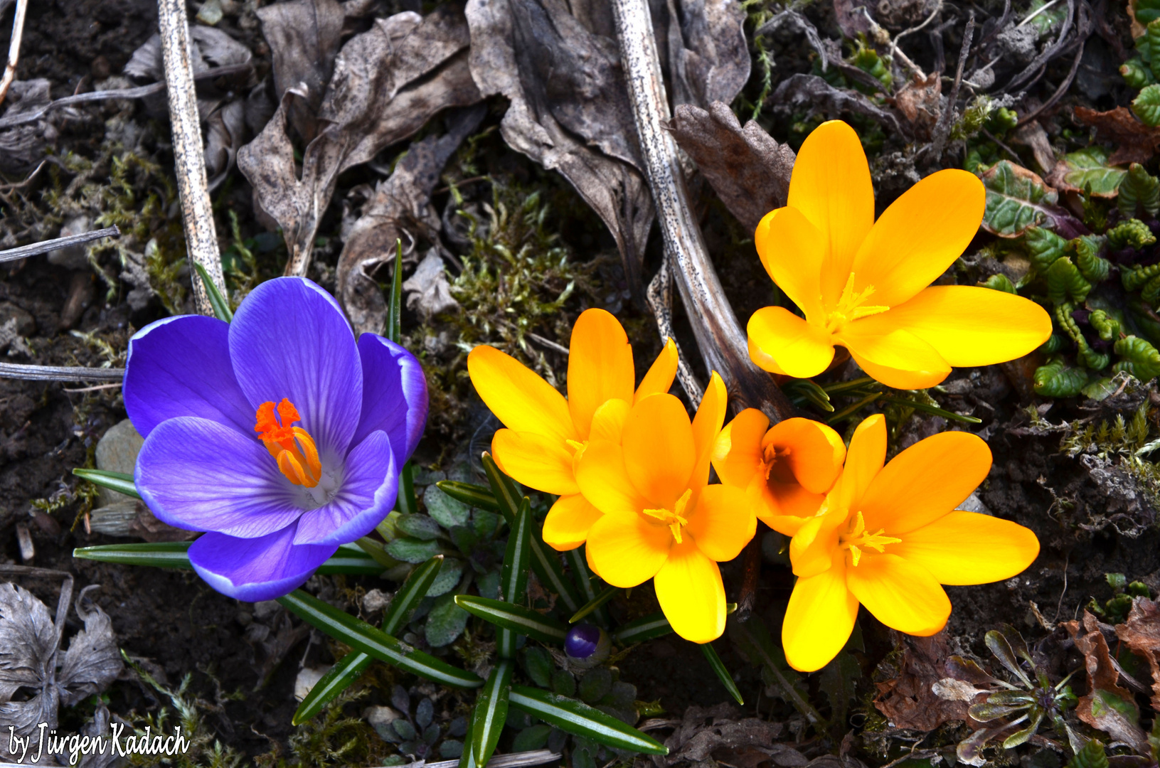 Frühling im Vogtland