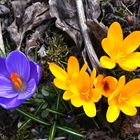 Frühling im Vogtland