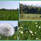 Frühling im Voralpenland