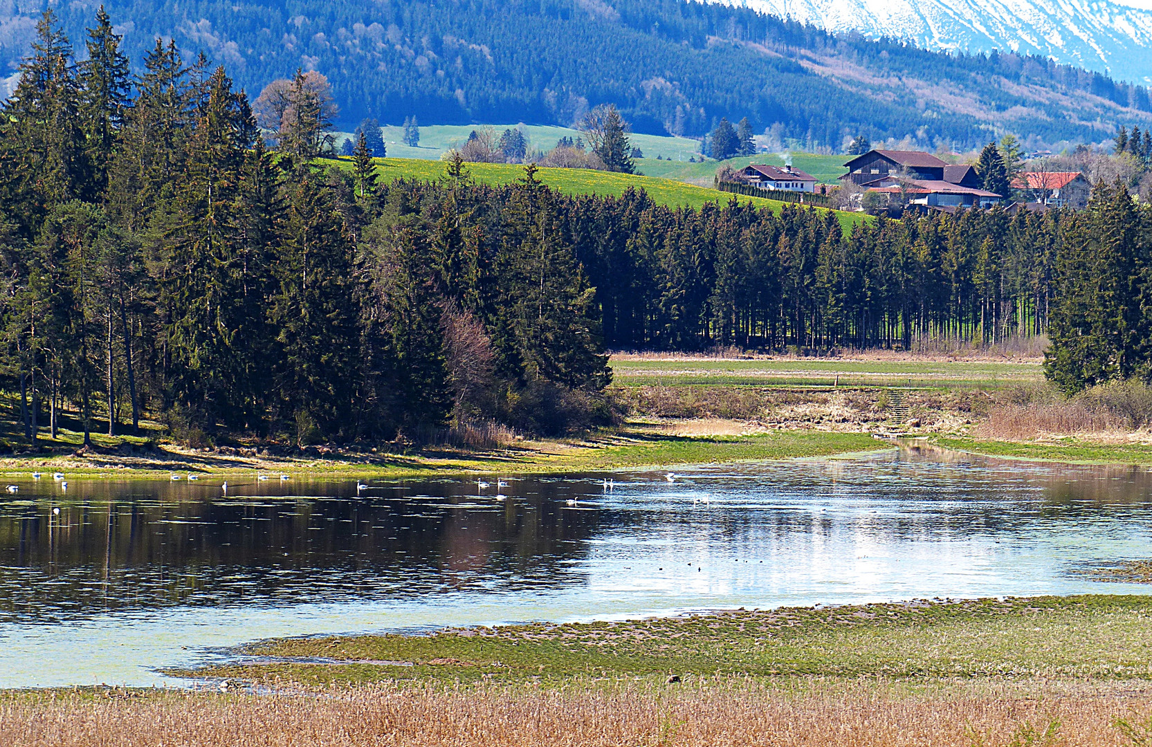 Frühling im Voralpenland 2