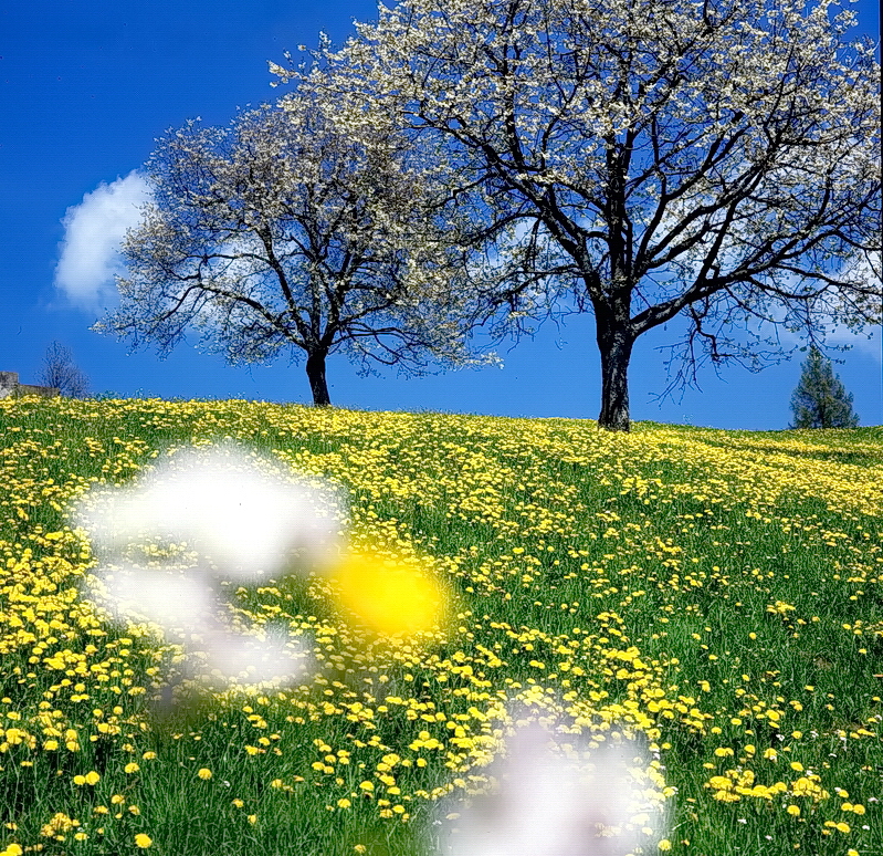 Frühling im vorarlbergischem Rheintal 