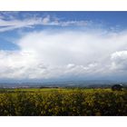 Frühling im Vordertaunus