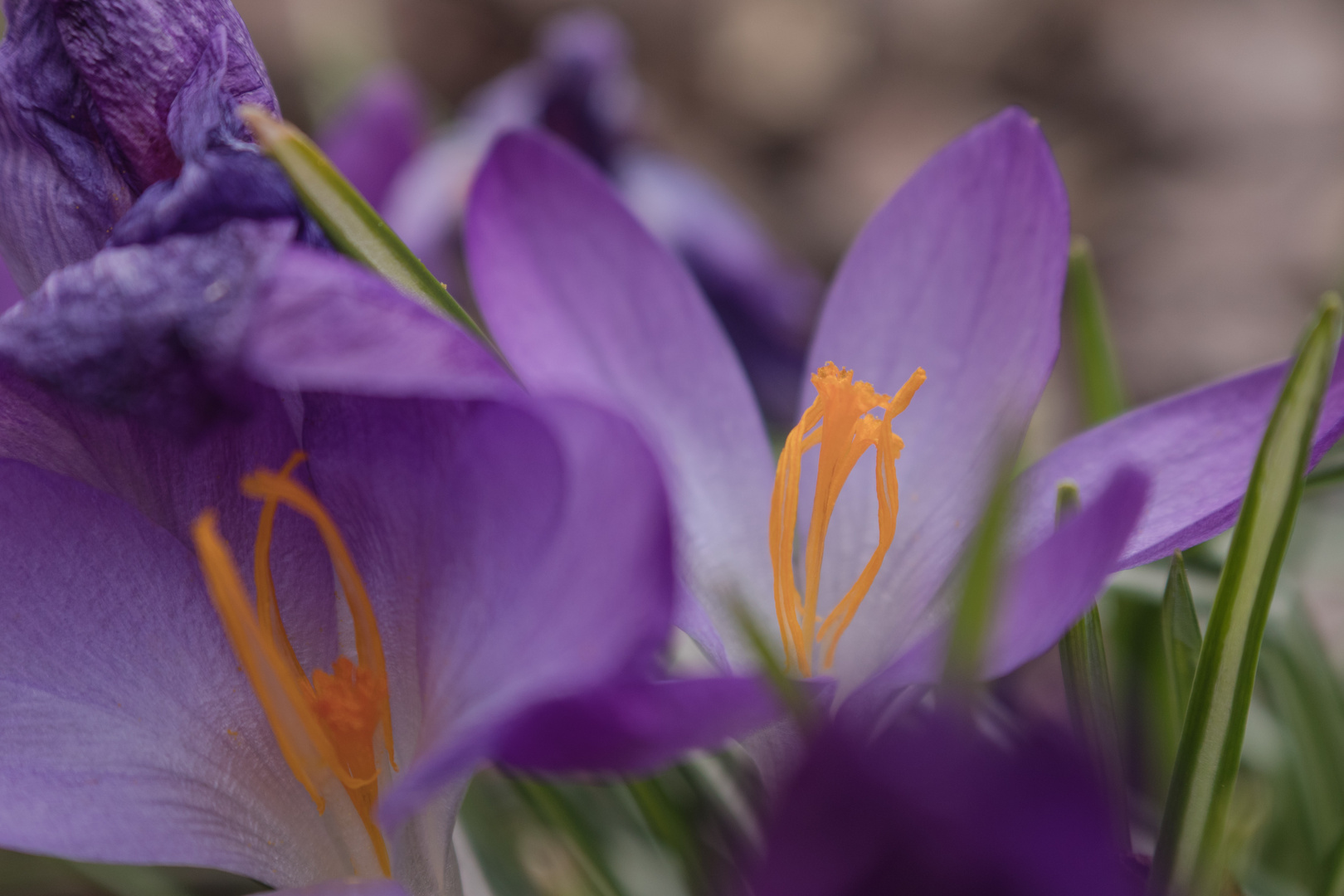 Frühling im Vorgarten 2018