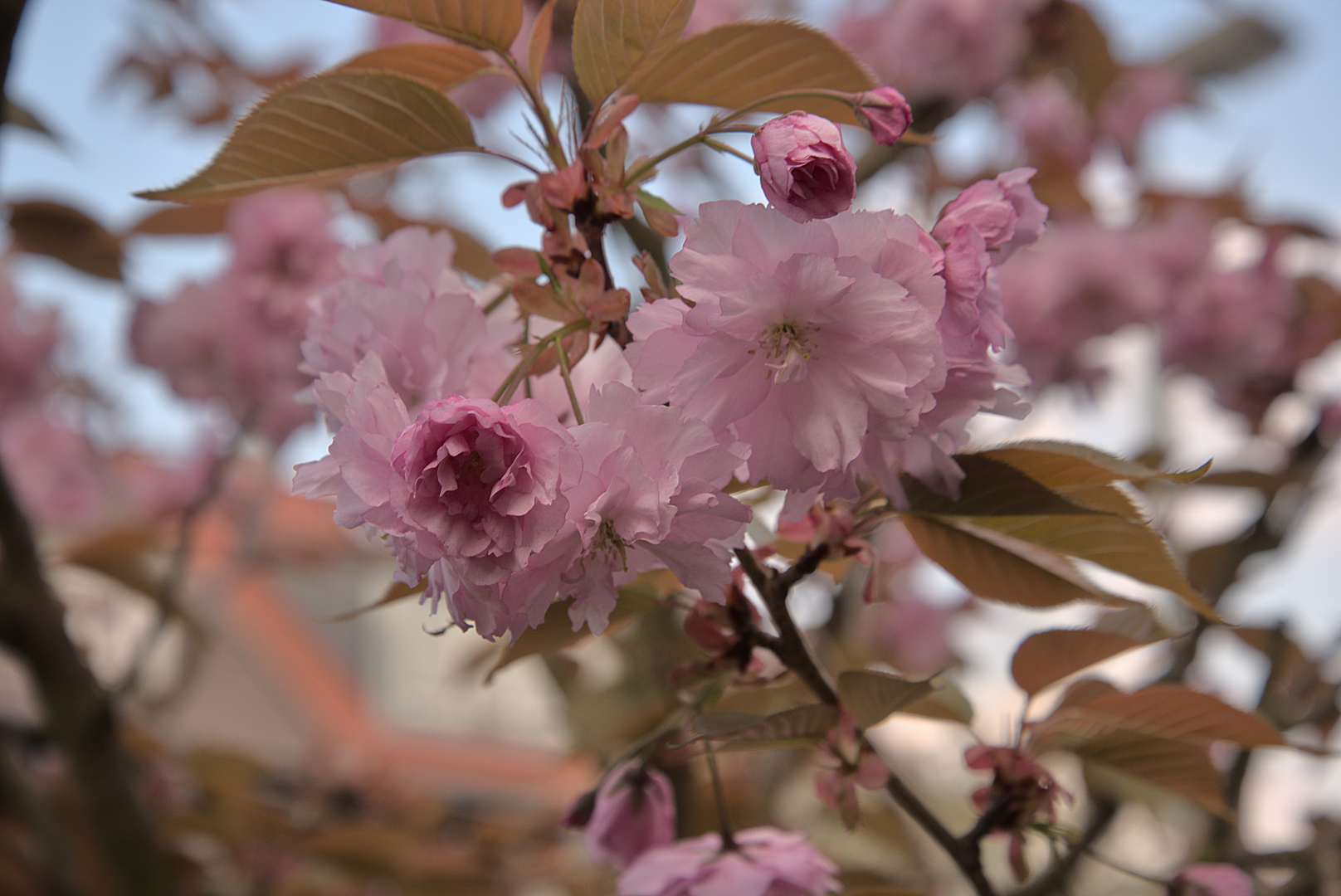 Frühling im Vorgarten