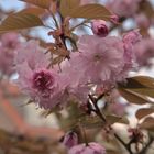 Frühling im Vorgarten