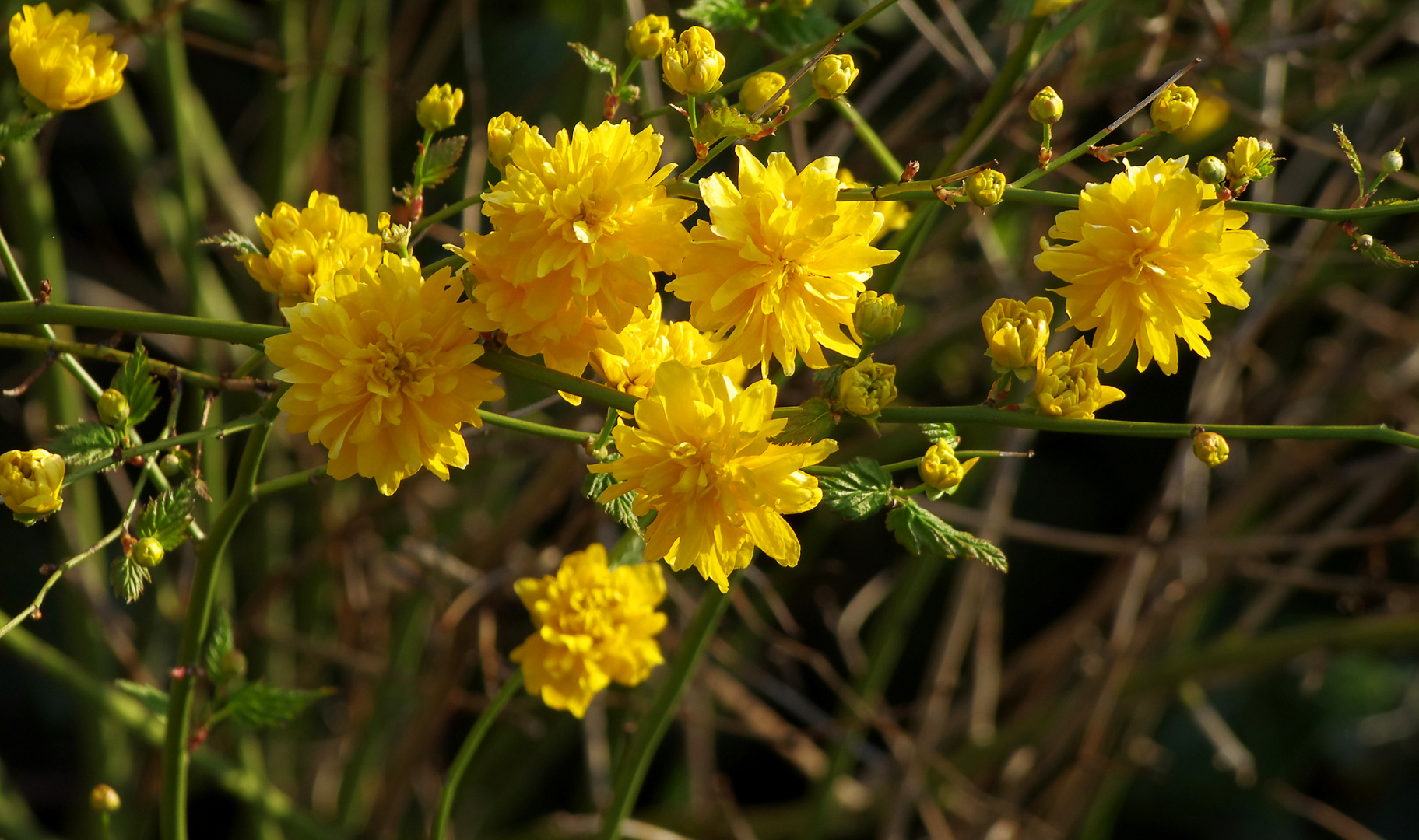 ... Frühling im Vorgarten