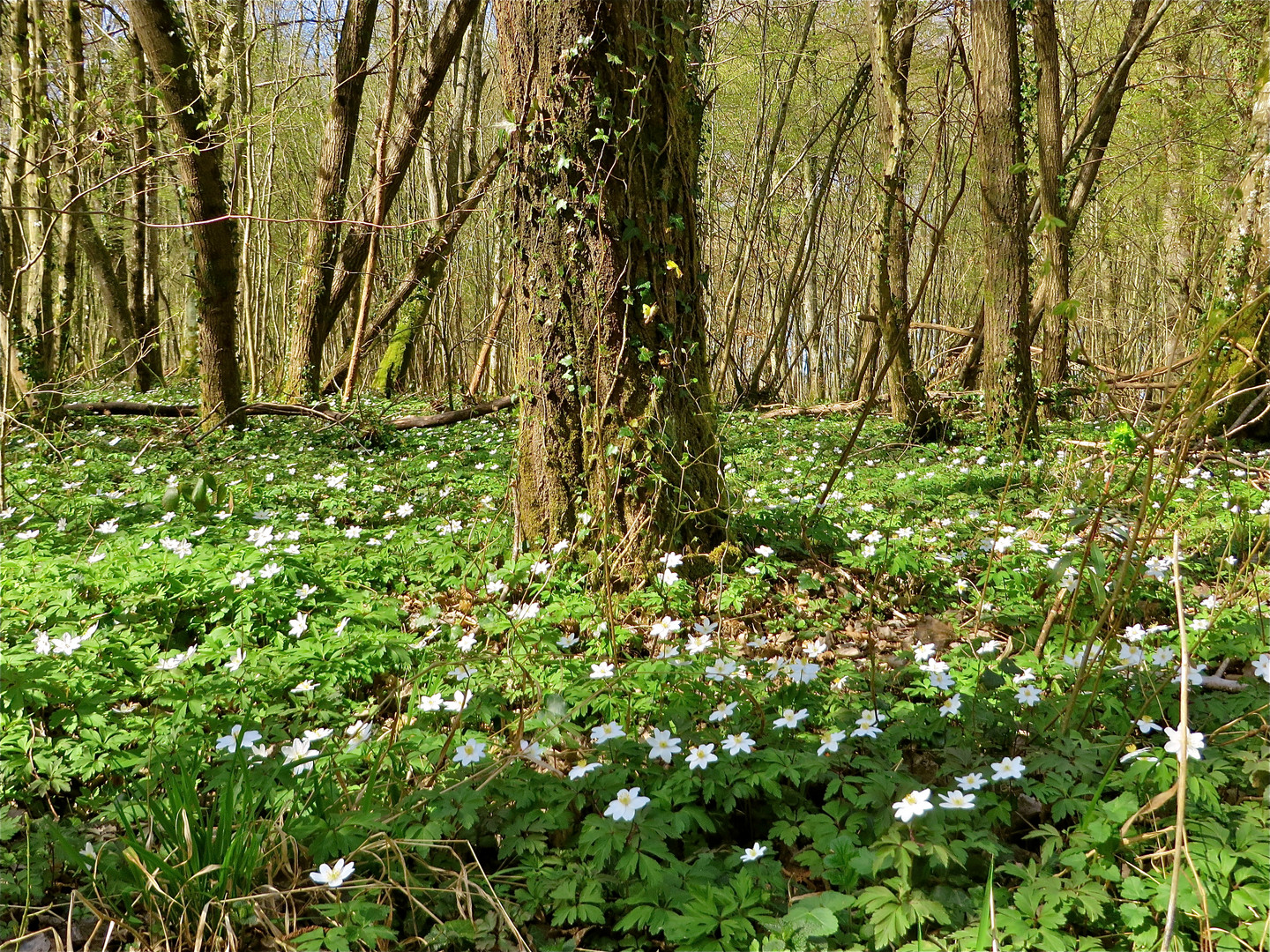 ... Frühling im  W a l d  !!!...