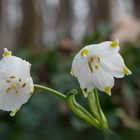 Frühling im Wald